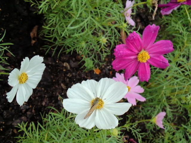 d0008724_026241.jpg