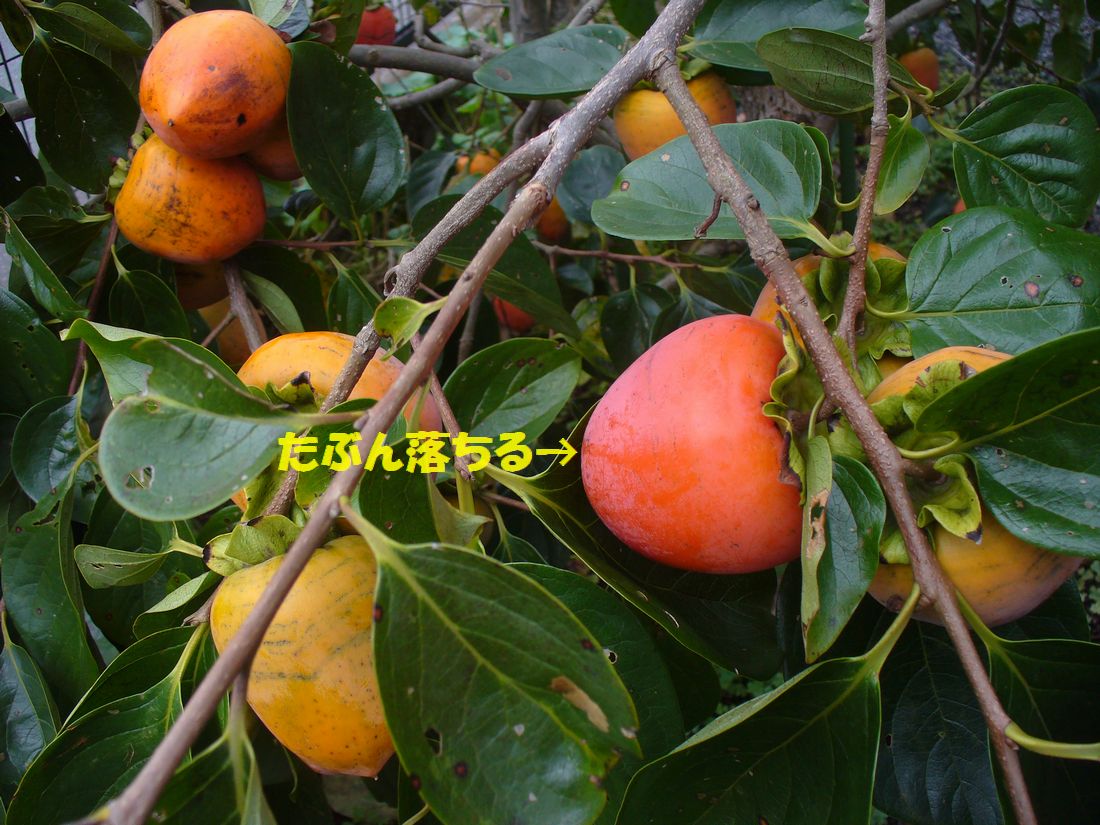 f0275632_2246392.jpg
