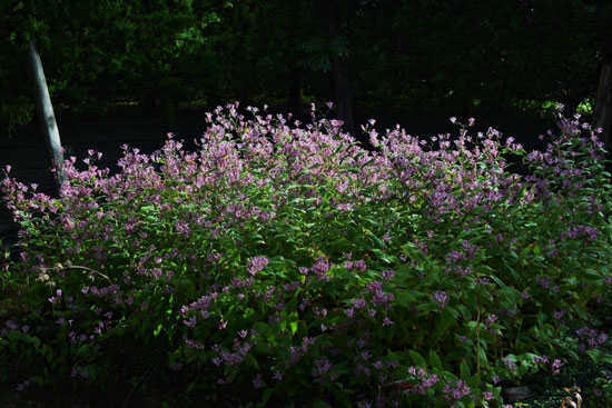 c0093046_837711.jpg