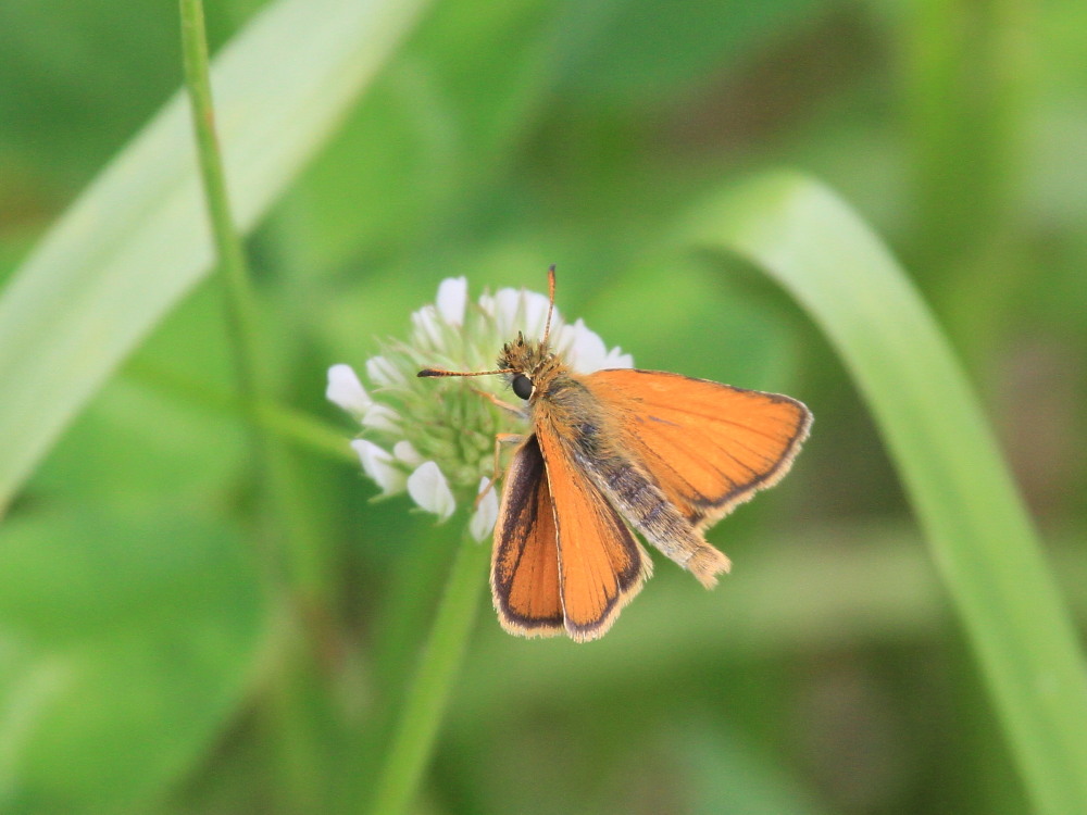カラフトセセリ 日本最小のセセリチョウ。 2013.7.11-13北海道05 カラフトセセリ 日本最小のセセリチョウ。 2013.7.11-13北海道05
