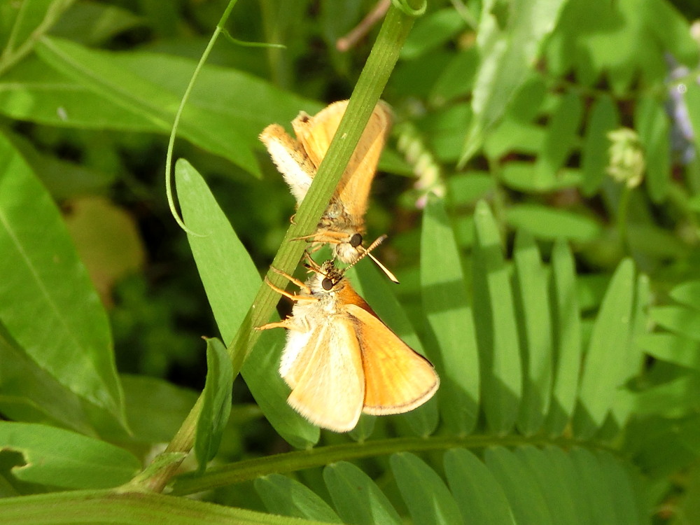 カラフトセセリ 日本最小のセセリチョウ。 2013.7.11-13北海道05 カラフトセセリ 日本最小のセセリチョウ。 2013.7.11-13北海道05