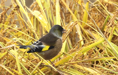 田圃のバードウオッチング～１０月２２日～_d0262476_584662.jpg