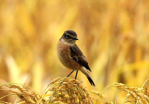 田圃のバードウオッチング～１０月２２日～_d0262476_59427.jpg