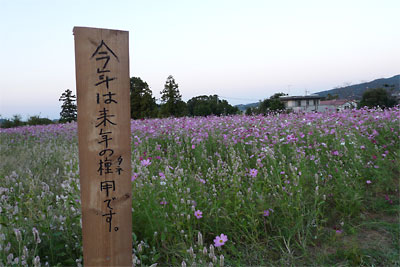 秋桜にあいに～♪　10/13（日）_c0152779_1034857.jpg