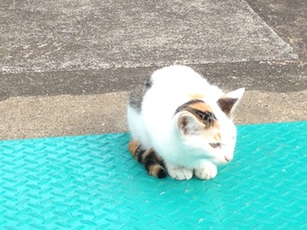 子猫のショック_a0191183_15504493.jpg
