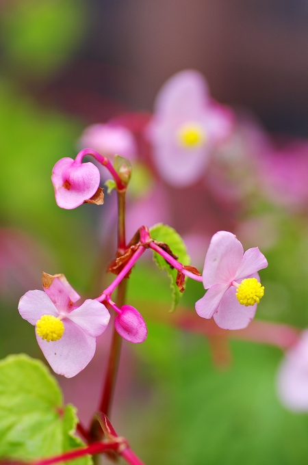 庭の花（秋）_f0012488_1504348.jpg