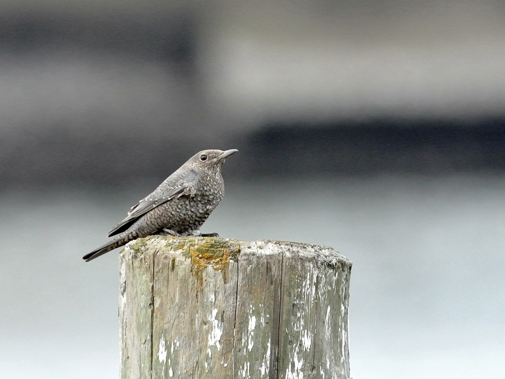 「船を背景にポーズ」　イソヒヨドリ（磯鵯）♀/Female Blue Rock Thrush_a0223993_0294811.jpg