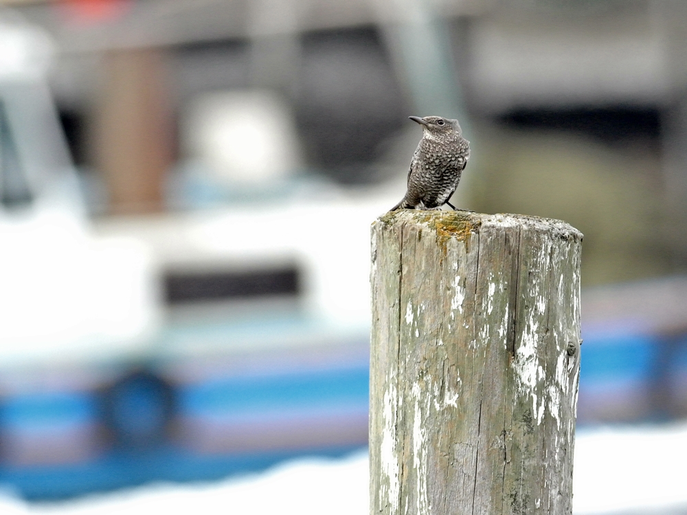 「船を背景にポーズ」　イソヒヨドリ（磯鵯）♀/Female Blue Rock Thrush_a0223993_0295732.jpg