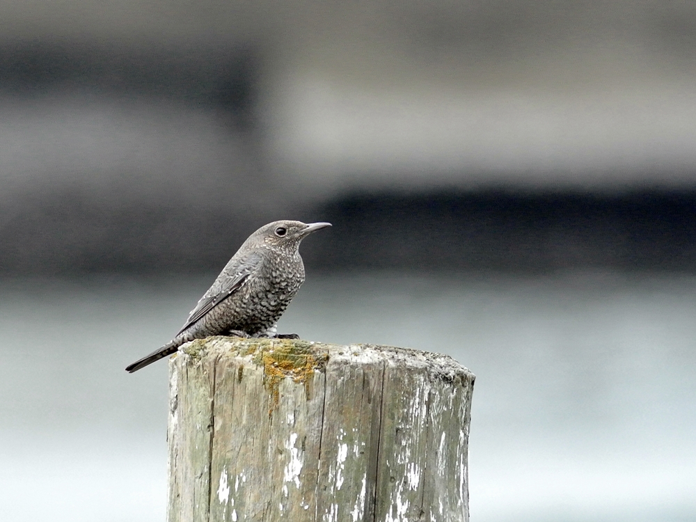 「船を背景にポーズ」　イソヒヨドリ（磯鵯）♀/Female Blue Rock Thrush_a0223993_030911.jpg