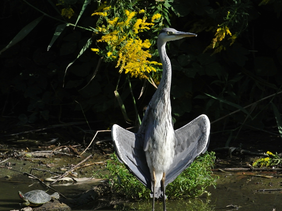 「ちょっと怖～い」　アオサギ（蒼鷺）/Grey heron_a0223993_23102863.jpg