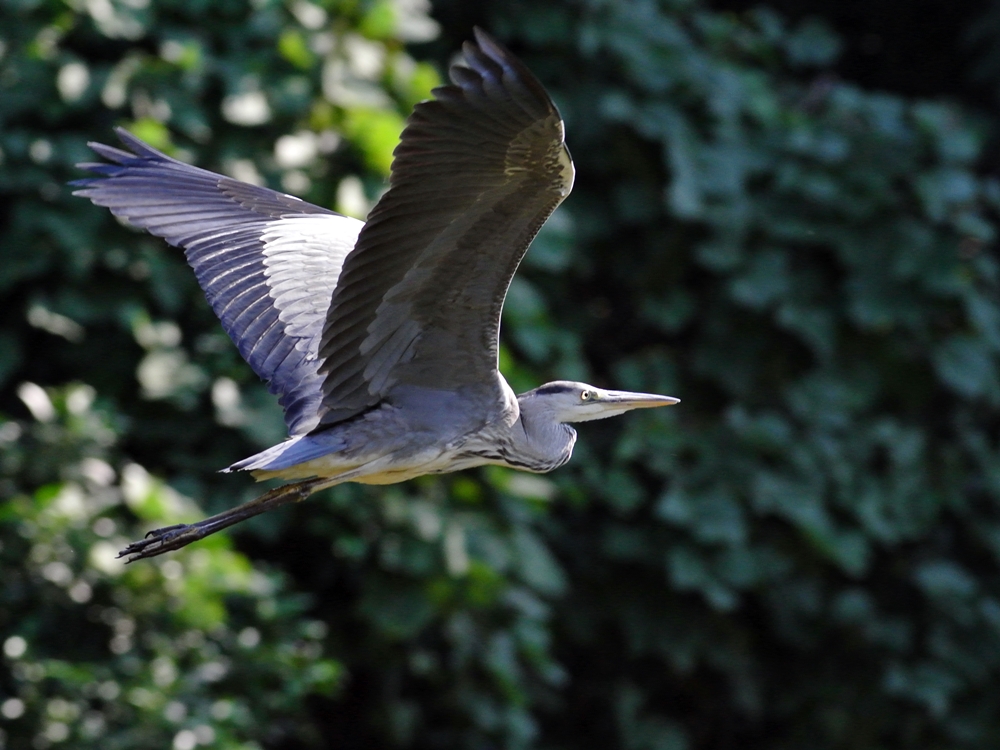 「ちょっと怖～い」　アオサギ（蒼鷺）/Grey heron_a0223993_2312277.jpg