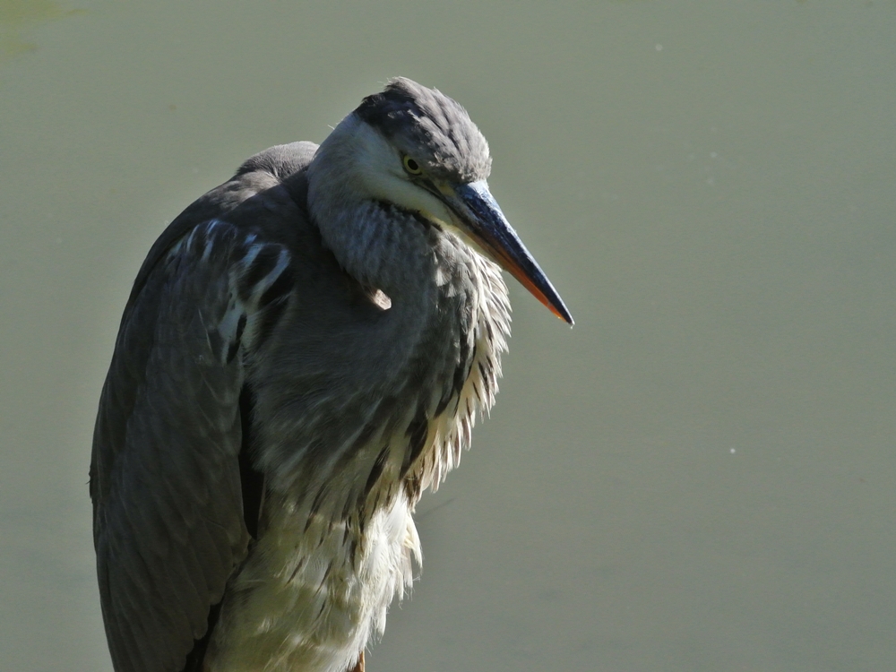 「ちょっと怖～い」　アオサギ（蒼鷺）/Grey heron_a0223993_2362248.jpg