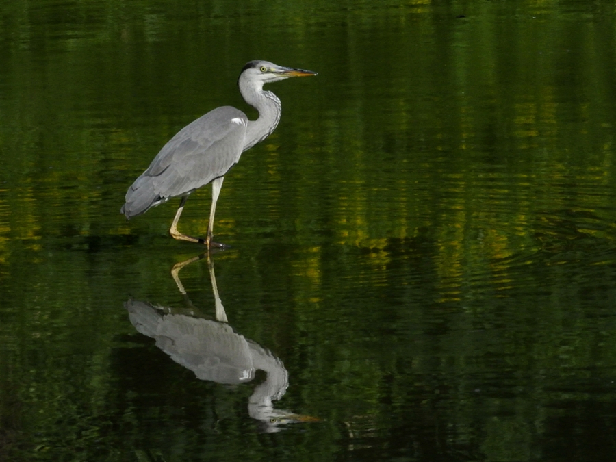 「ちょっと怖～い」　アオサギ（蒼鷺）/Grey heron_a0223993_236427.jpg