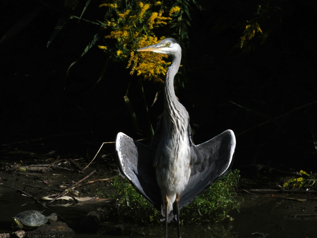 「ちょっと怖～い」　アオサギ（蒼鷺）/Grey heron_a0223993_2394523.jpg