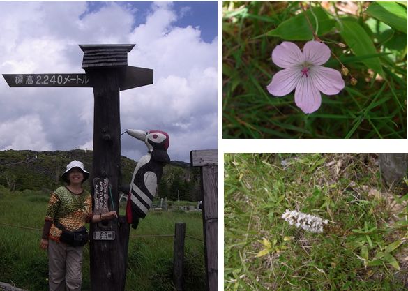 北アルプス　縞枯れ山荘　7月17日_d0102497_17552.jpg