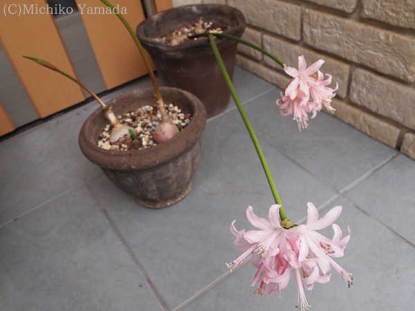 ネリネ ダイヤモンドリリー が咲きました 花の庭づくり庭ぐらしガーデニングキララ