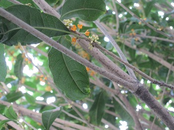 a0216805_12113391.jpg