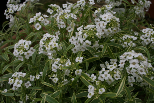 a0139007_1642250.jpg