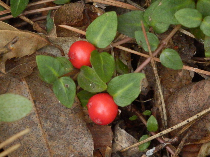 f0219710_821617.jpg