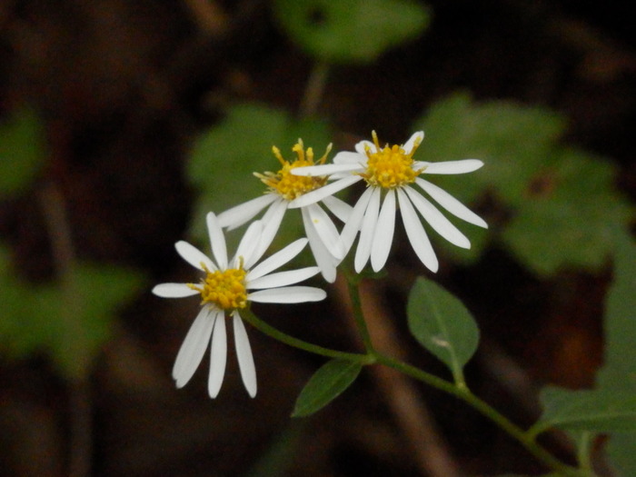 f0219710_8275763.jpg