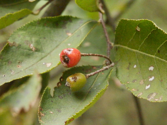 f0219710_8315756.jpg