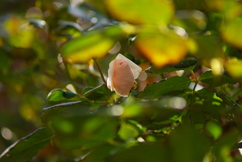 f0170524_7342074.jpg