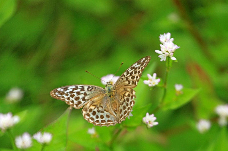 c0104227_114431100.jpg
