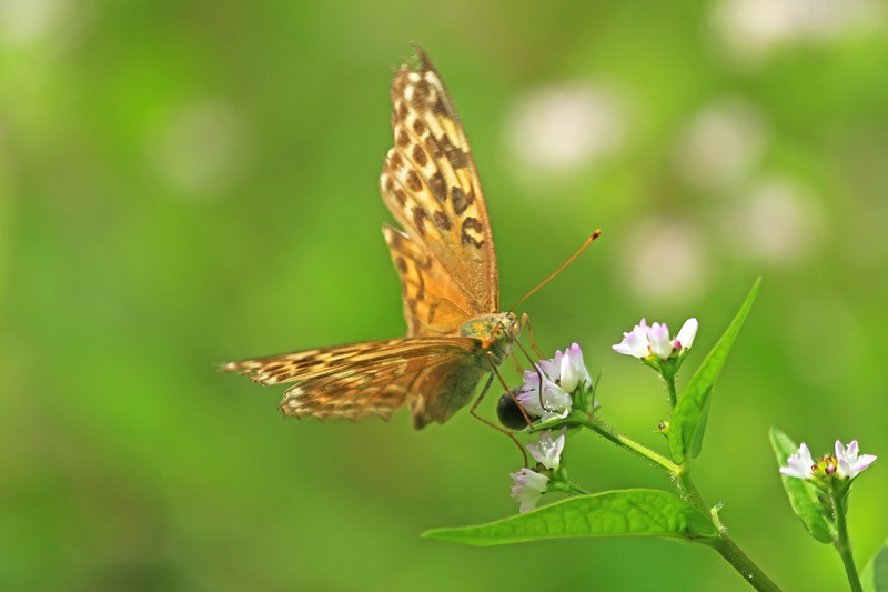 c0104227_11462824.jpg