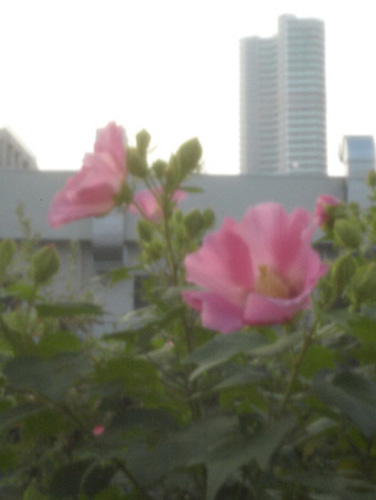 a0217029_17501722.jpg