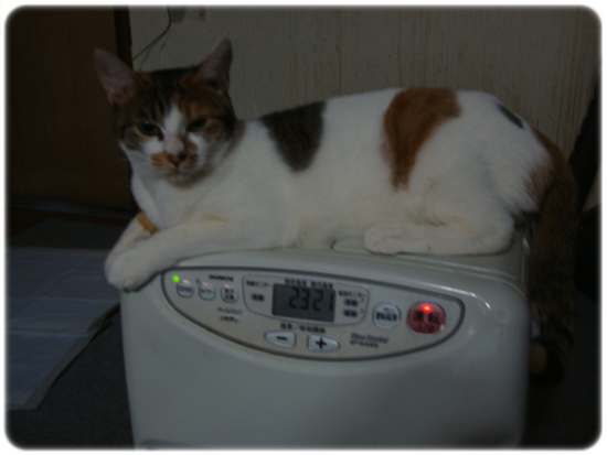b0214836_1426876.png