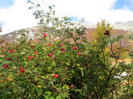 紅葉求めて山登り_f0234936_5484457.jpg
