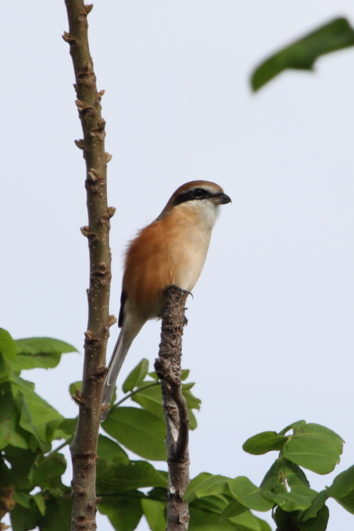 今秋のマイフィールドの野鳥_d0247340_17502064.jpg