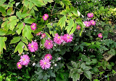 e0012055_22354870.jpg