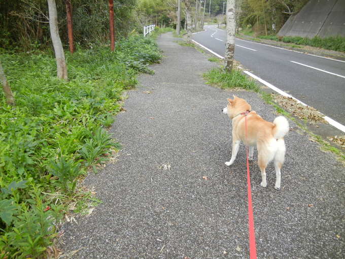 ’13,10,24(木)田舎道にカラスウリが一杯!_f0060461_10143615.jpg
