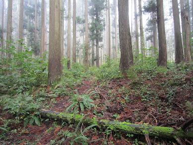 銀杏峰　　親水古道（中島コース）_f0302771_16185139.jpg