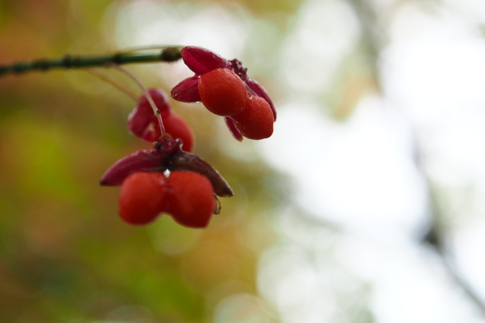 紅葉と草紅葉の尾瀬へ　　Ⅱ_e0307372_23555941.jpg