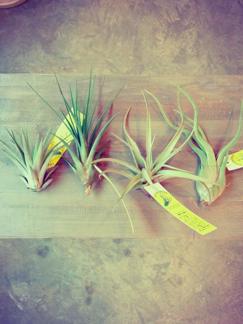 air plant _b0209477_1614095.jpg