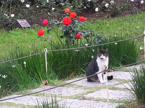 バラ園のネコさん♪_b0105897_23305585.jpg