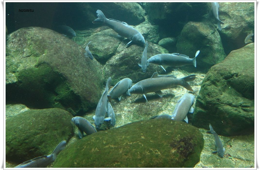 おさかな館 松野町 虹の森公園 ハチミツの海を渡る風の音
