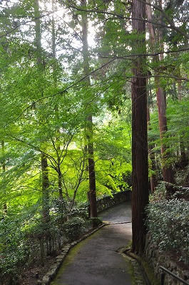 『善峯寺』へ・・・そして、ランチを頂きます♪_b0143308_23462287.jpg