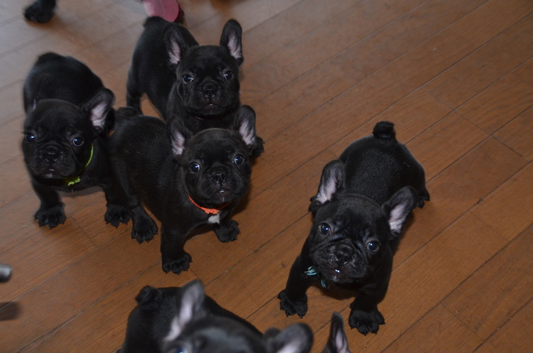 フレンチブルドッグ 4ヶ月 The Royal Family French Bulldog Breeder フレンチブルドッグ 4ヶ月 The Royal Family French Bulldog Breeder