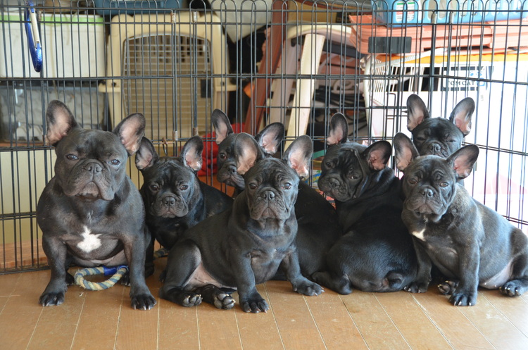 フレンチブルドッグ 4ヶ月 The Royal Family French Bulldog Breeder フレンチブルドッグ 4ヶ月 The Royal Family French Bulldog Breeder