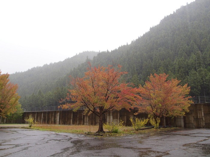 楓(かえで)の紅葉_c0116915_032187.jpg