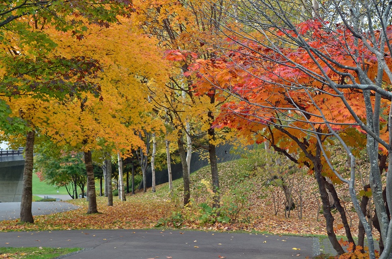 滝野スズラン丘陵公園の紅葉と黄葉_e0072421_15434262.jpg