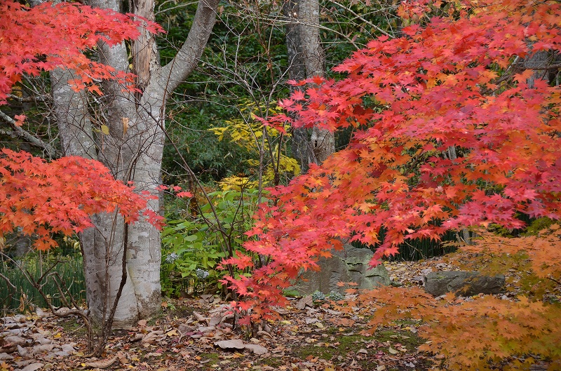 滝野スズラン丘陵公園の紅葉と黄葉_e0072421_1549647.jpg