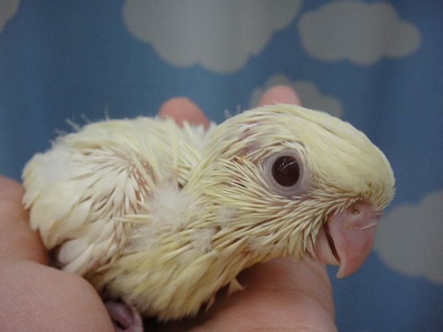 131025 インコ・うさぎ・ハムスター_f0189122_14445822.jpg