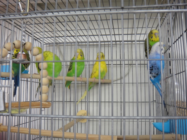 131025 インコ・うさぎ・ハムスター_f0189122_14491396.jpg