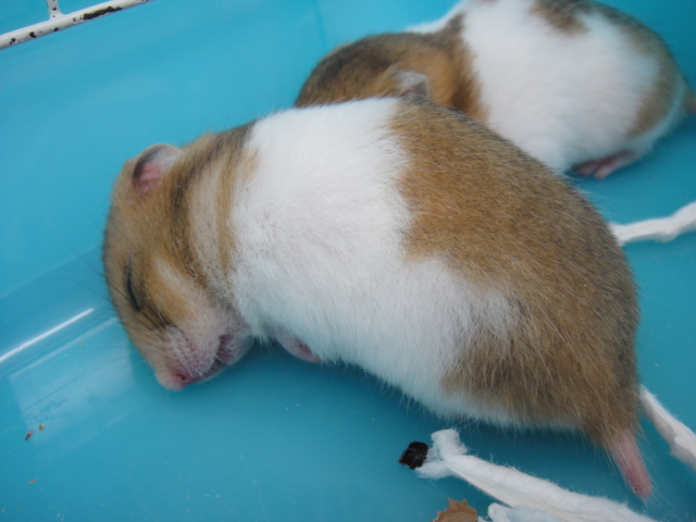 131025 インコ・うさぎ・ハムスター_f0189122_1451435.jpg