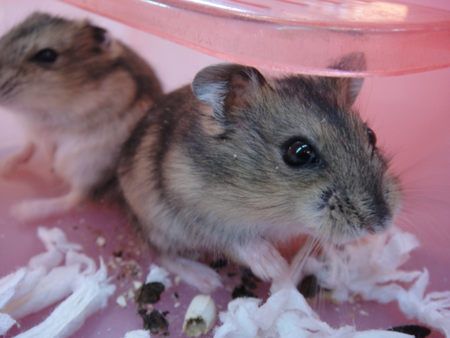131025 インコ・うさぎ・ハムスター_f0189122_1452256.jpg