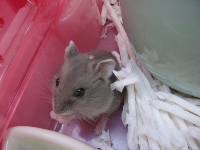 131025 インコ・うさぎ・ハムスター_f0189122_14524316.jpg
